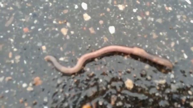 Дождевой червь (лат. Lumbricina).Отряд «Haplotacidae». смотреть онлайн