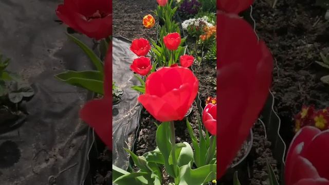 Тюльпаны в кашпо