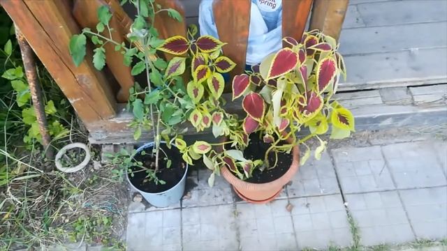 МОИ ЛЮБИМЫЕ ПИОНЫ, САЖАЮ ЗАБЫТЫЕ ЦВЕТЫ В КАШПО смотреть онлайн