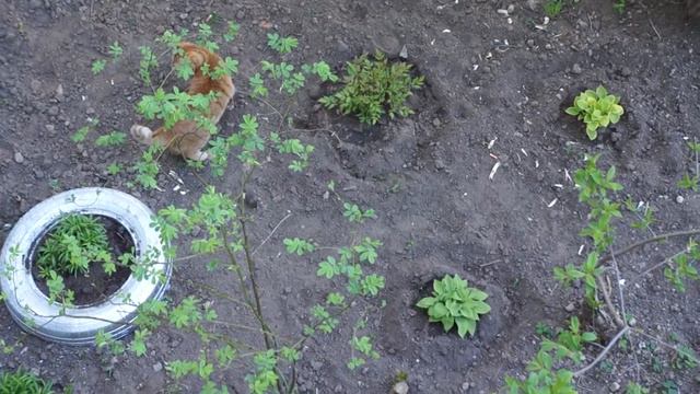 Осторожно, Жесть. Охота на мышь! смотреть онлайн
