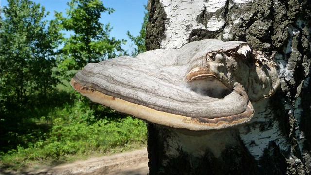 Fomes Fomentarius