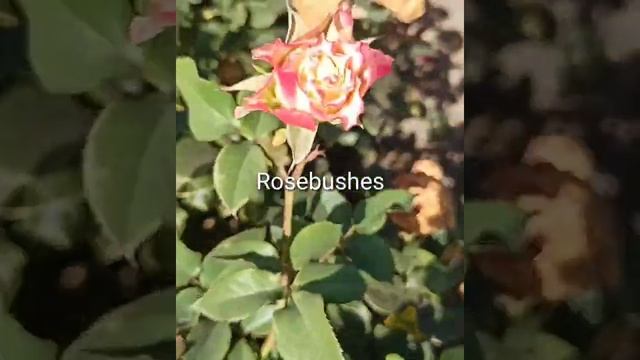 Кантри Спирит Луис. Country Spirit Louise. (ананасная) @rose_bushes161 смотреть онлайн
