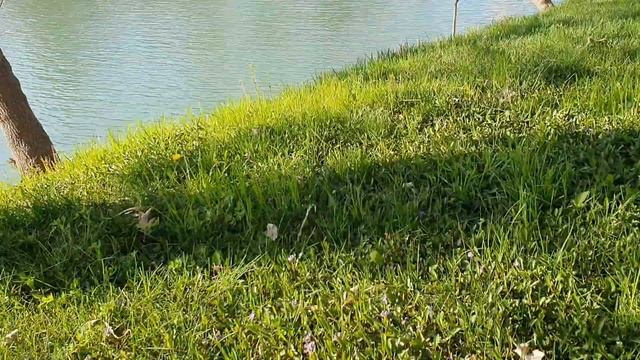 Uzbekistan Tashkent ПРОГУЛКА гостиница INTERNATIONAL TASHKENT LAND ЮНУСАБАД смотреть онлайн