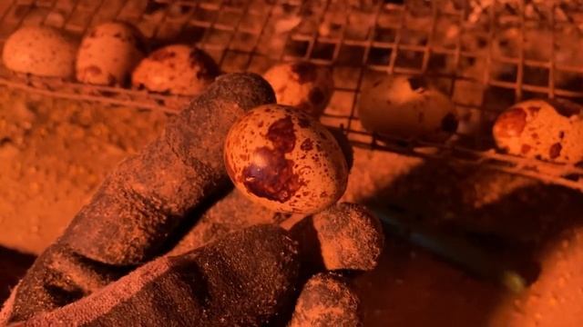 Техасский мясной перепел//Болезни перепелов//Яйцо перепела правильной пигментации смотреть онлайн