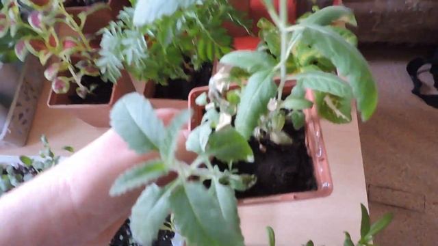 Обзор рассады цветов на 10 апреля. смотреть онлайн