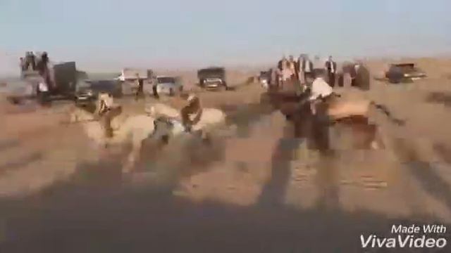 Ellikqala Ot Chopish