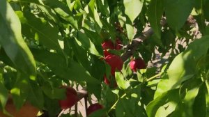 Нектарин Крымсон Голд  persikovod.com