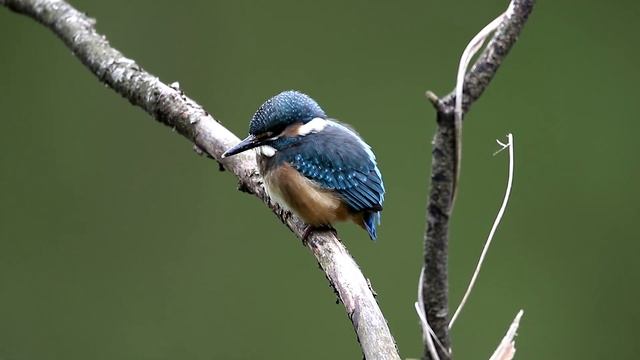 Зимородки на "даче". Alcedo atthis. Птицы Беларуси. смотреть онлайн