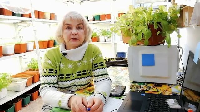 Сорт "Ирина - красная" Дашковой смотреть онлайн