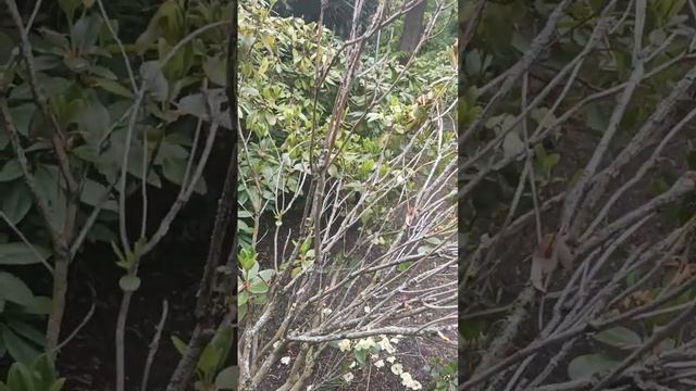 цветущая глициния. 12.05.23(2) смотреть онлайн