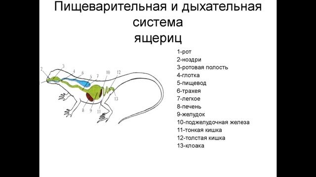 § 24 (часть 1) Внутреннее строение и жизнедеятельность пресмыкающихся смотреть онлайн