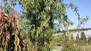 Превращение ивы извилистой Матсудана Тортуоза: из 3 веточек в ажурный фонтан/Давайте мечтать вместе