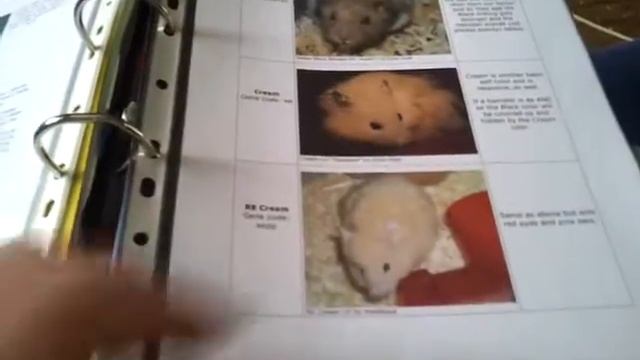 updated hamster binder смотреть онлайн