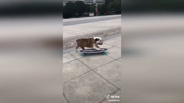 Funny Animals #6 / Смешные животные #6 смотреть онлайн