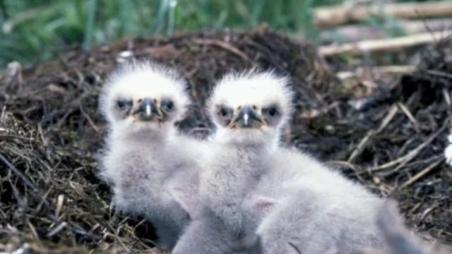 Виды животных ( Детёнышей) смотреть онлайн