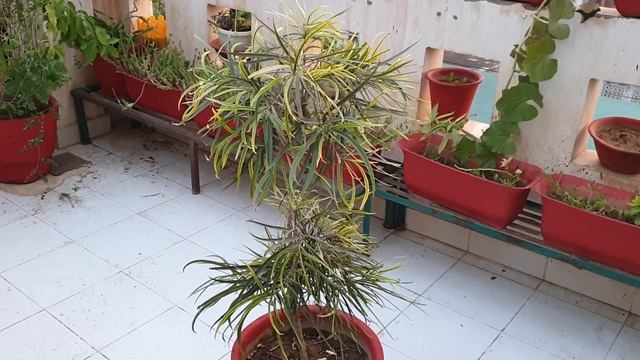 VERY EASY to Grow Plant for Beginners - Podocarpus || How to Grow and Care Podocarpus смотреть онлайн