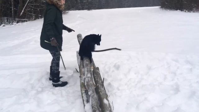Шипперке Балто трюки и прогулка смотреть онлайн