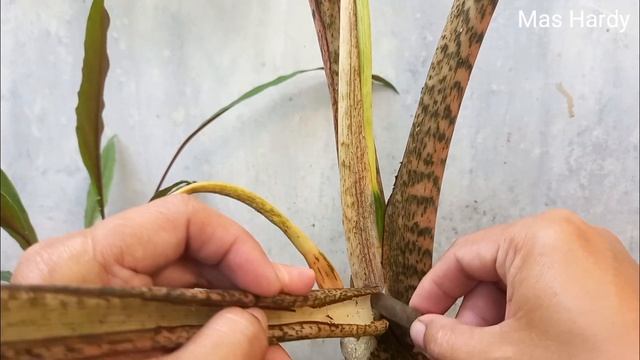 Menyilang Alocasia Zebrina Dengan Alocasia Brancifolia Pink Passion