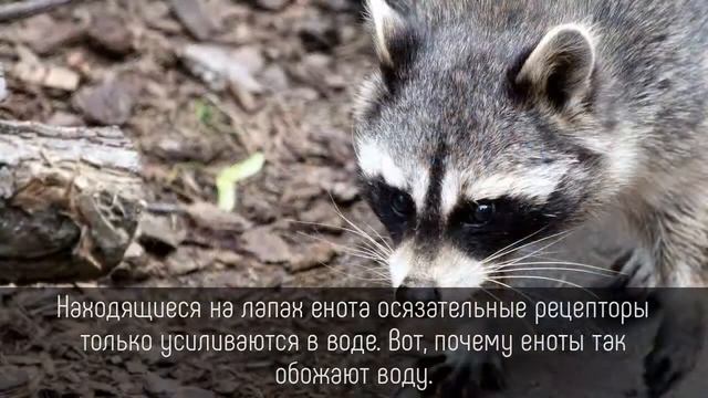 ⭐️ 5 ЗАБАВНЫХ фактов о смешных ЕНОТАХ смотреть онлайн