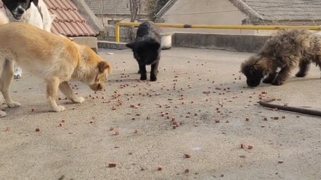 The poor stray dogs were very happy when they heard that caring people bought dog food. смотреть онлайн