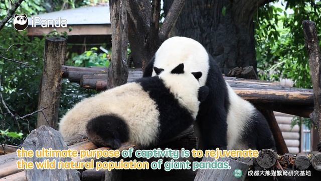 What's The Significance Of Breeding Giant Pandas In Captivity? | iPanda смотреть онлайн