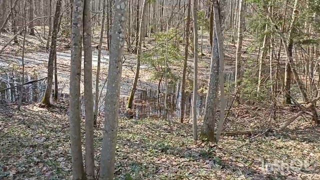 ХОЧУ РАЗОБРАТЬСЯ ОТКУДА ТАКОЕ В ЛЕСУ