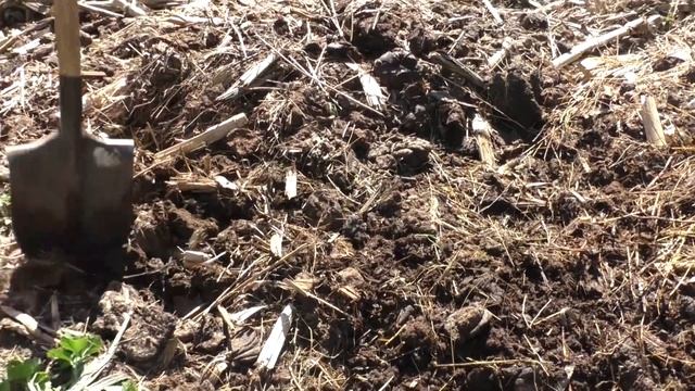 ? Посадка картофеля новым способом по экспериментальной технологии Гордеевых смотреть онлайн