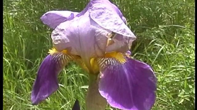 Iris germanica L. - Giaggiolo смотреть онлайн