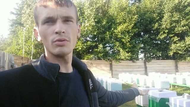Взяток с подсолнуха. Сборные 4 х рамочные отводки, заполнили пустые улья смотреть онлайн