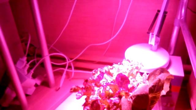 СУХОПУТНАЯ ЧЕРЕПАХА!!!ВЫРАЩИВАНИЯ САЛАТОВ ПОД ЛАМПОЙ!!! смотреть онлайн