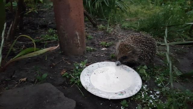 Еж ест ряженку смотреть онлайн