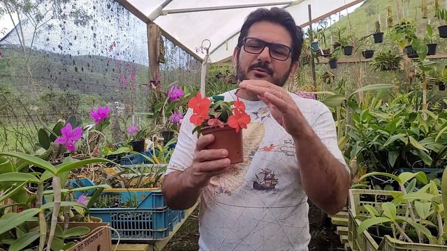 Posso lavar as folhas das Orquídeas??? смотреть онлайн