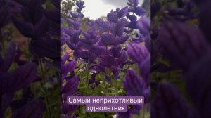 Однолетник. Сальвия Монарх, Мраморные ворота. Затмит Лаванду, Шалфей и многие другие.