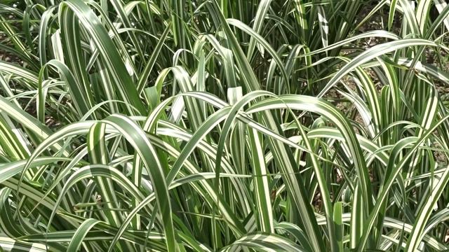 Miscanthus Sinensis ´Cabaret´