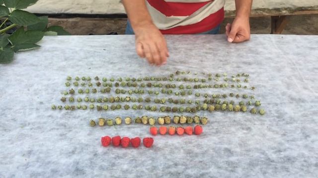 Урожайная арифметика малины сорта Маравилла смотреть онлайн