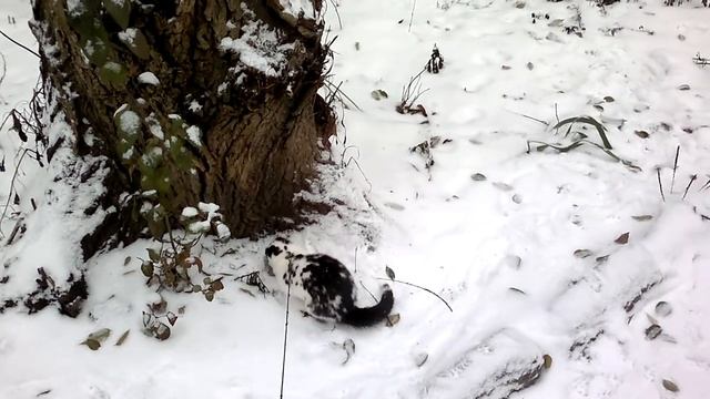 генетически ручная норка норман