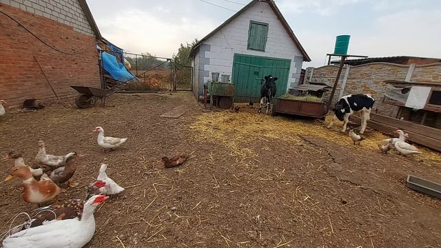 вес мускусных селезней! такого веса у меня никогда не было!!какая разница в весе?? смотреть онлайн