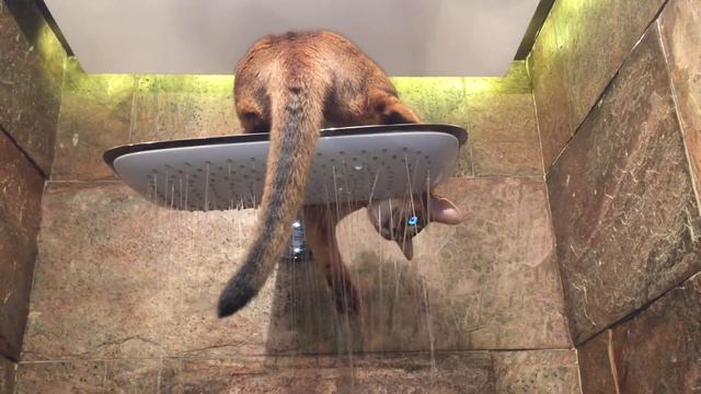 Абиссинский кот Гепа пьет воду из душа смотреть онлайн