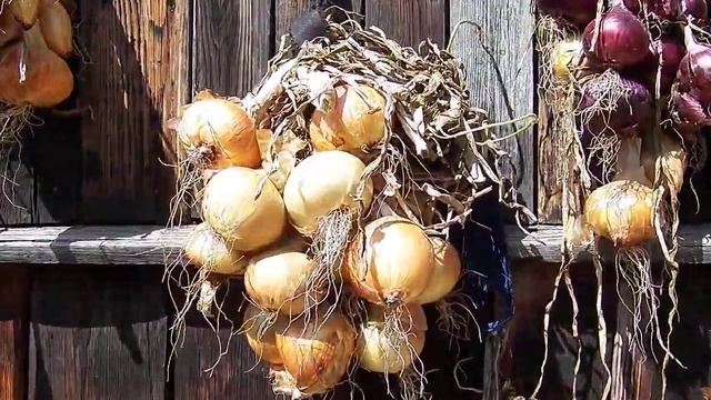 Лук от всех недуг И от главного недуга он нам всем друг Хороший урожай лучка радует глаза смотреть онлайн