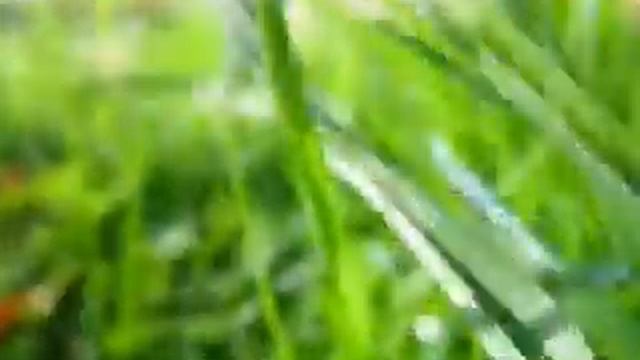 Big field mushroom and a couple of leaves смотреть онлайн