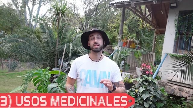 Salvia: Planta MILAGROSA! Descubre Sus SECRETOS | USOS y Propiedades Medicinales смотреть онлайн