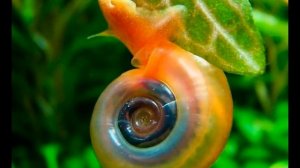 КАК ИЗБАВИТЬСЯ ОТ УЛИТОК-ПАРАЗИТОВ В АКВАРИУМЕ.