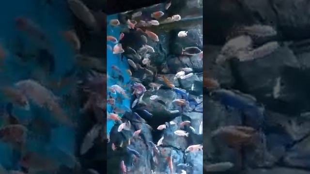 #Океанариум #ЭКзоопарк #ЭКзотариум РИО Дмитровка смотреть онлайн