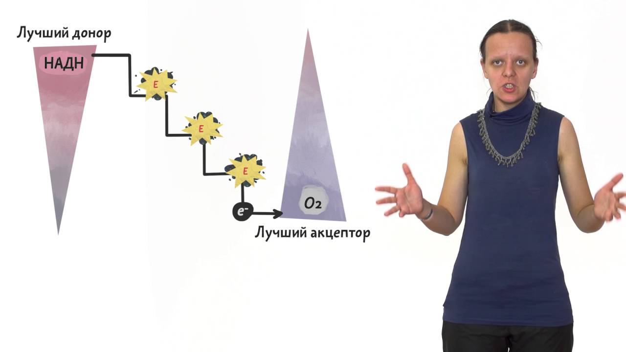 Энергия в ЭТЦ. Клеточное дыхание 2.2. смотреть онлайн