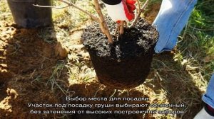 Посадка груши осенью в Подмосковье