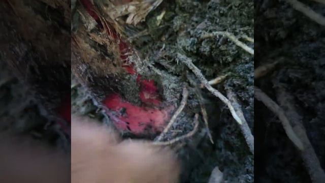 HOW TO PROPERLY DIG A BANANA PUP! смотреть онлайн