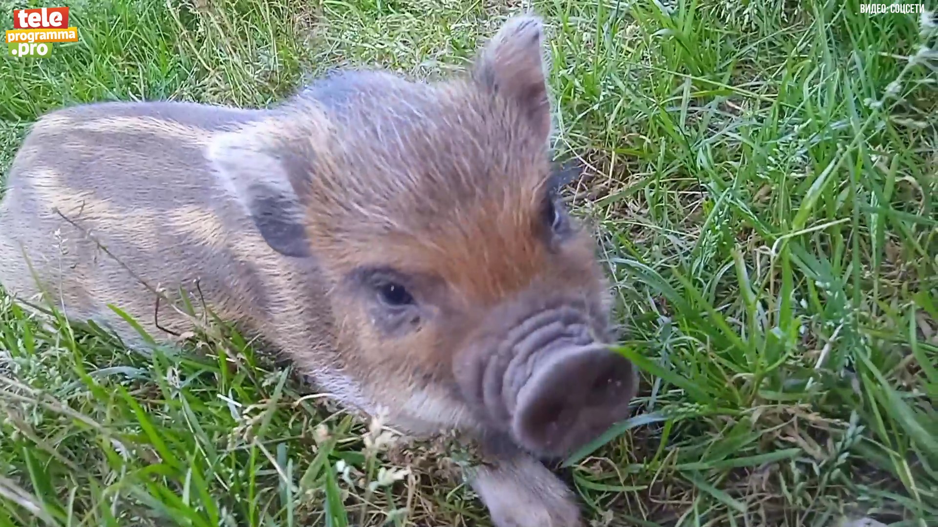 Мини-пиги и микропиги смотреть онлайн