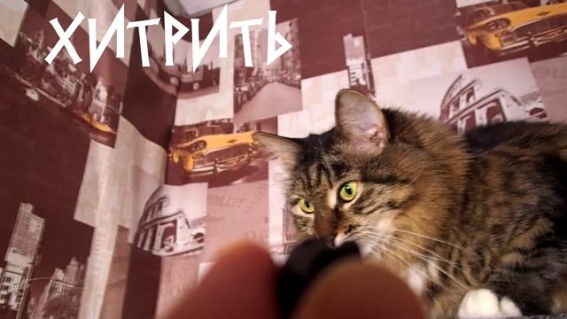 Чем кормить кота смотреть онлайн