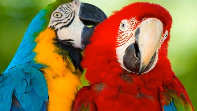 БРАЧНЫЙ ПЕРИОД АРА | ПТЕНЦЫ АРА | ГДЕ ОБИТАЮТ АРА смотреть онлайн