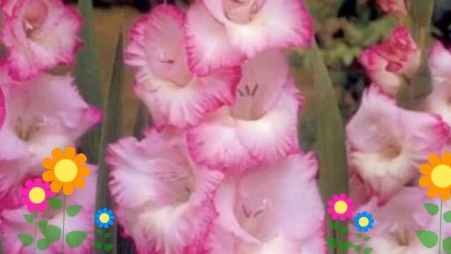 Гладиолус гибридный (Beauty Of Holland). Краткий обзор, описание характеристик, где купить луковицы